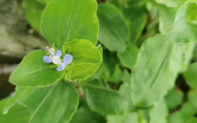 被子植物