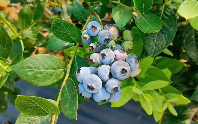 被子植物