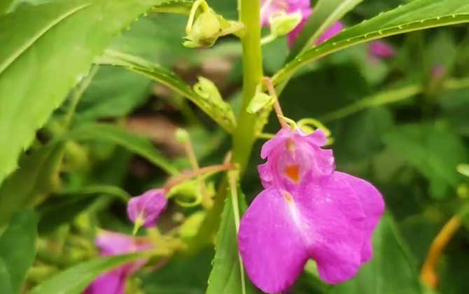 开花植物