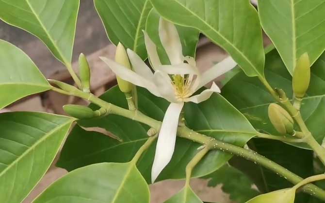 开花植物