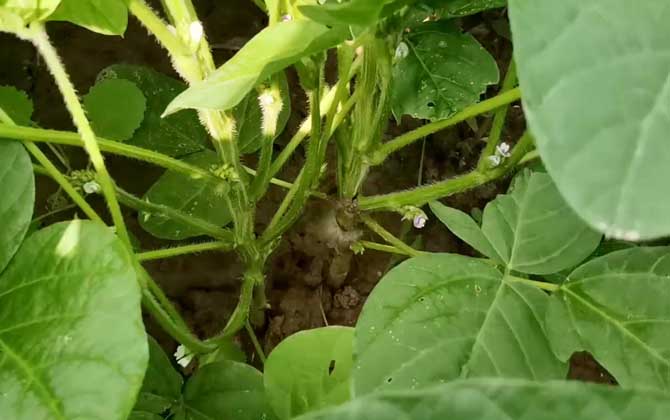 双子叶植物