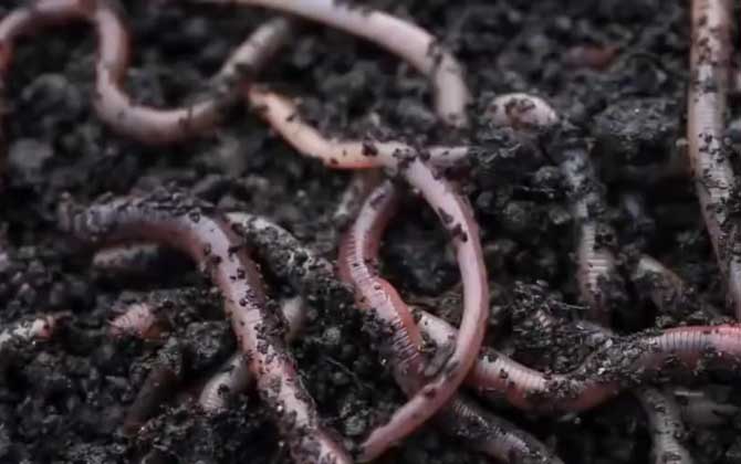 环节动物是什么意思？