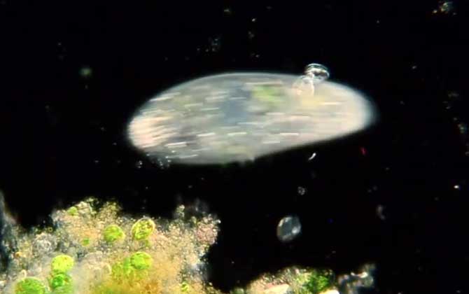 浮游动物
