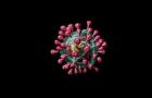 病毒的主要化学成分是什么？