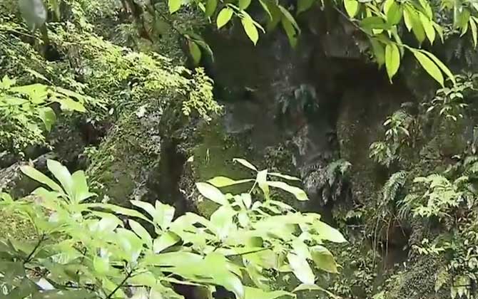 亚热带季风气候