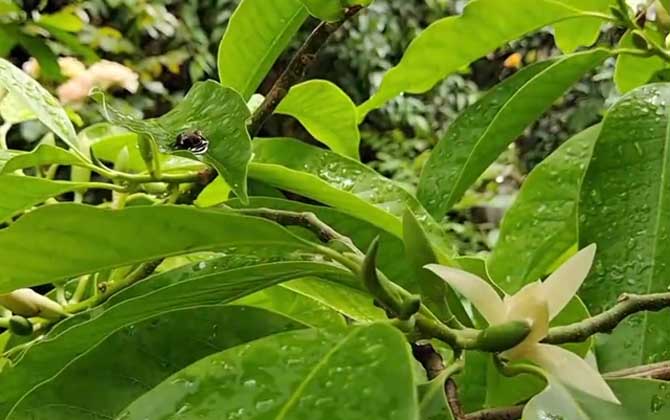 植物