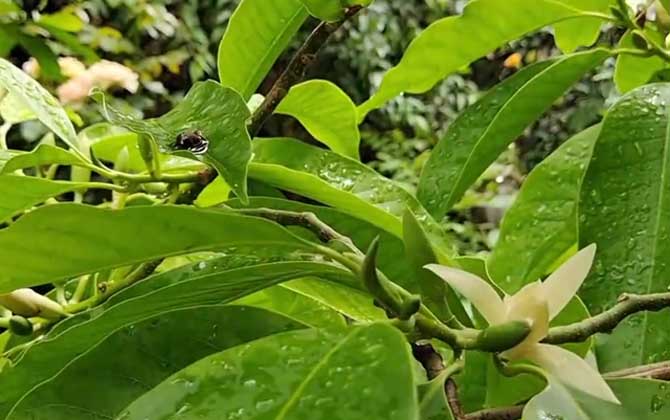 植物(植被)