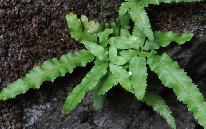 蕨类植物