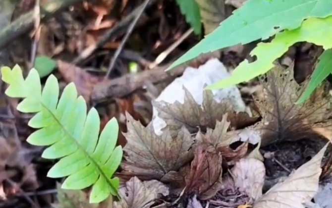 蕨类植物