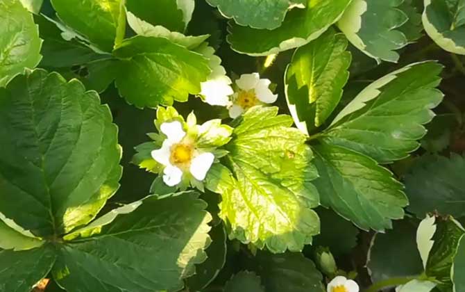 种子植物