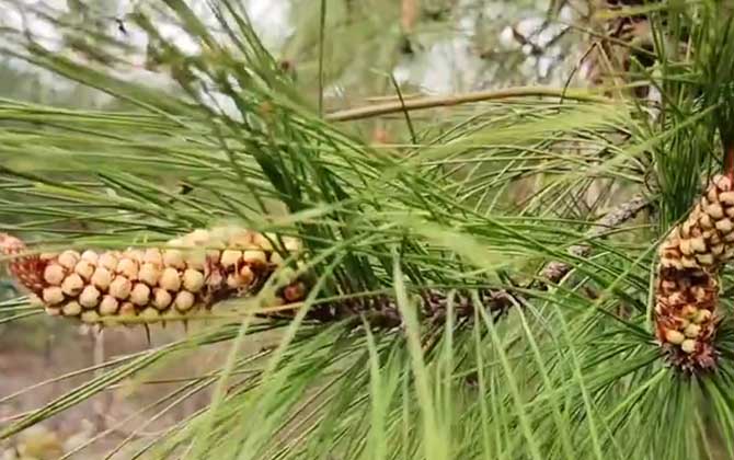 裸子植物