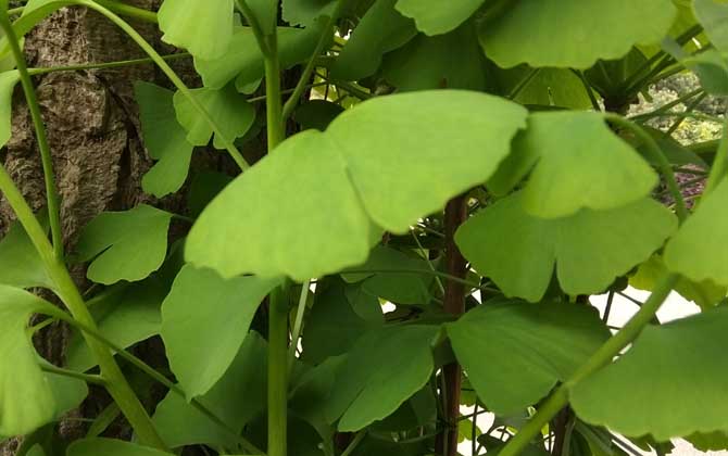 裸子植物