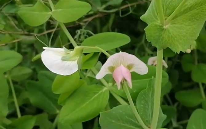 双子叶植物