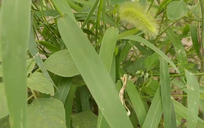 草本植物