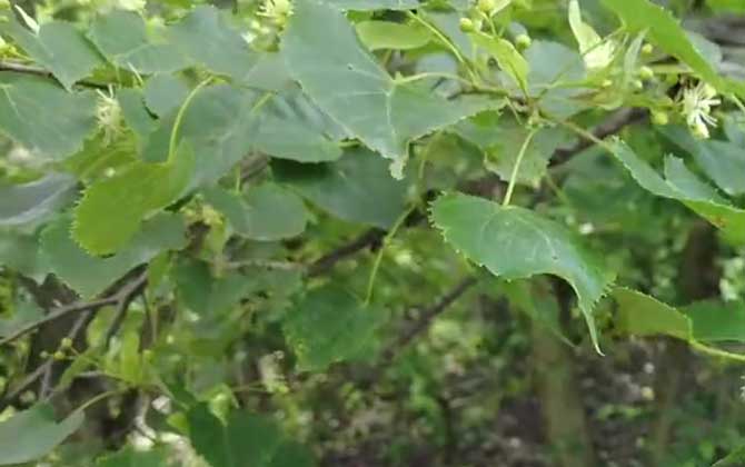 木本植物