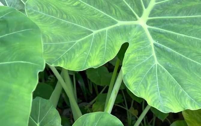 植物