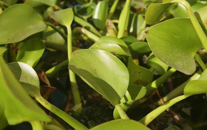 湿地植物