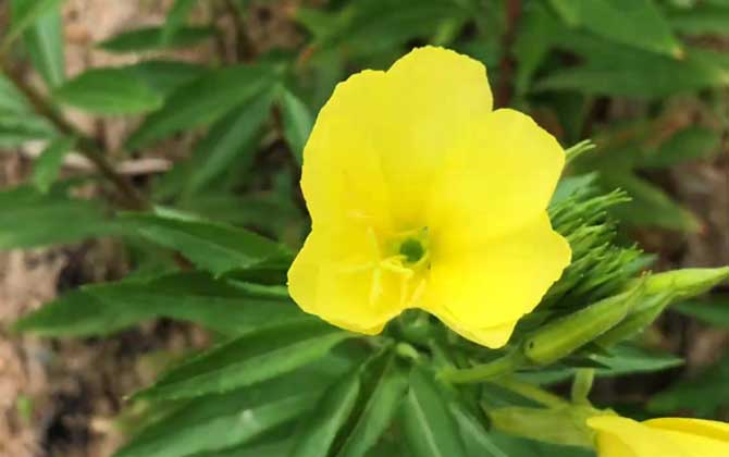 二年生草本植物