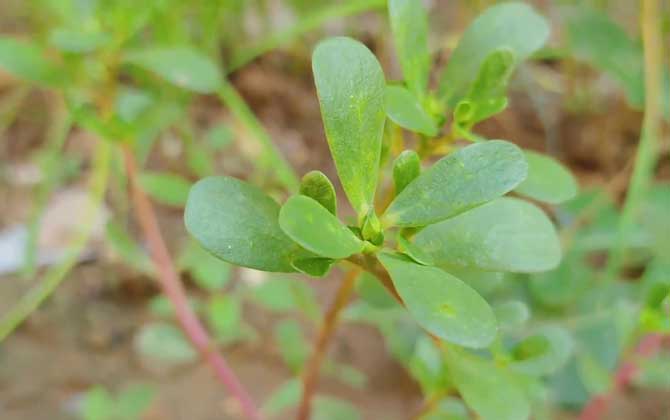 一年生草本植物