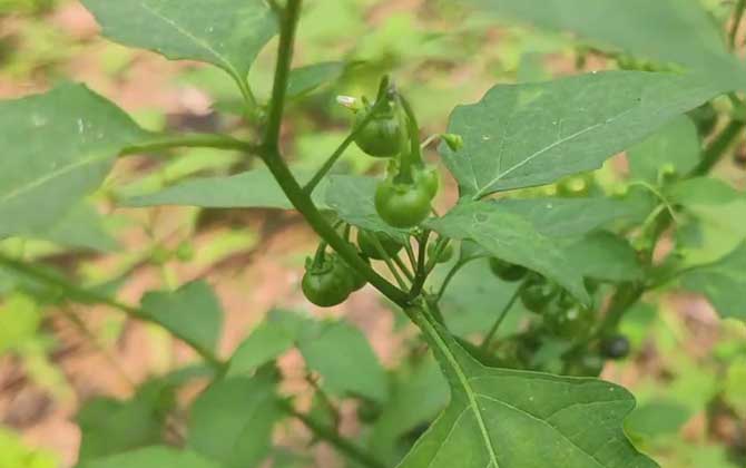 一年生草本植物