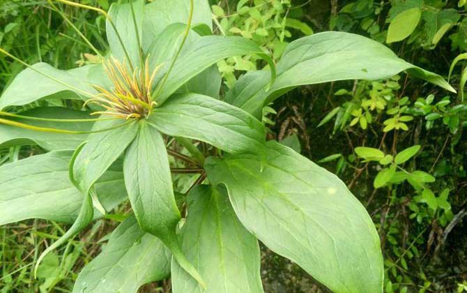 多年生草本植物