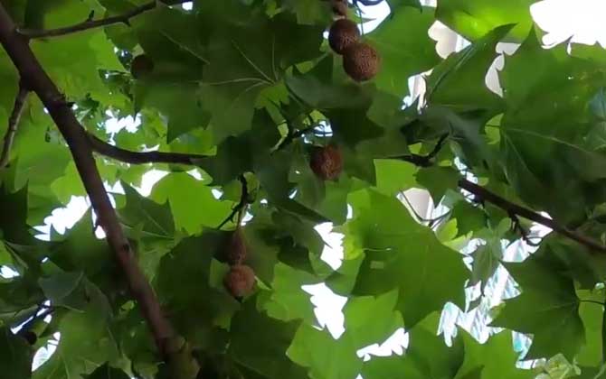 木本植物