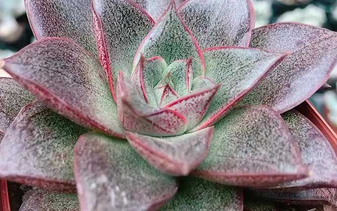 多肉植物(多浆植物、肉质植物)