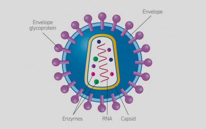 HIV病毒