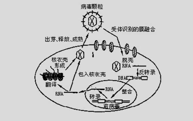 HIV病毒