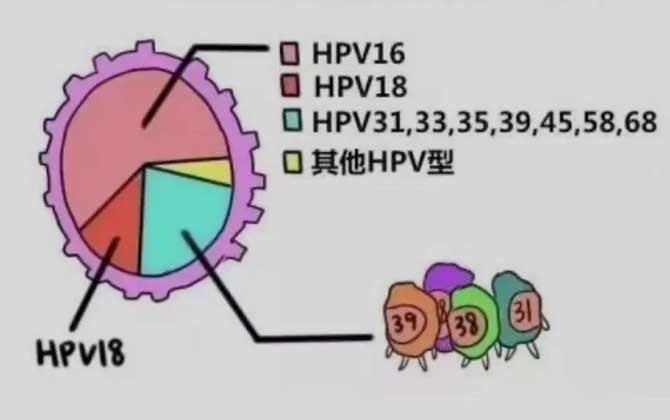 HPV病毒