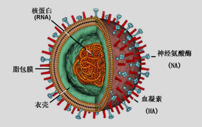 H7N9病毒