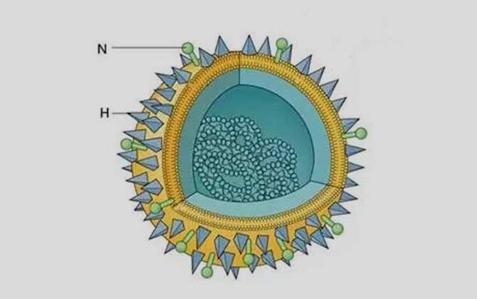 H7N9病毒