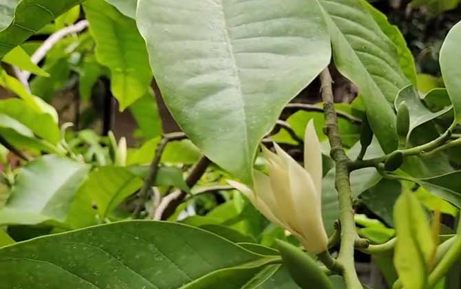 木本植物