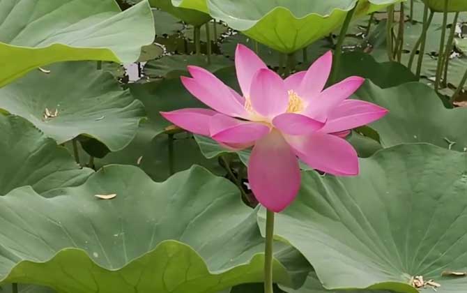 水生植物