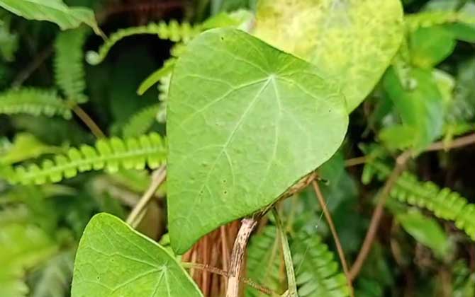 藤蔓植物(藤本植物)