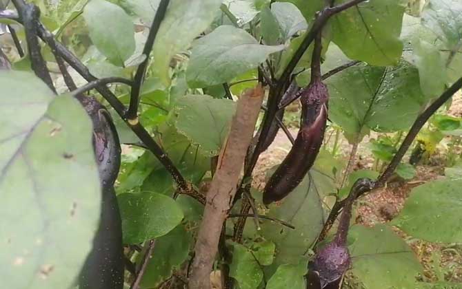 茄子