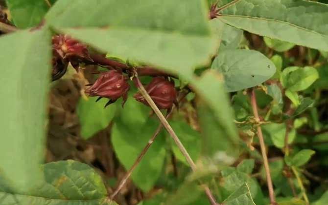 玫瑰茄