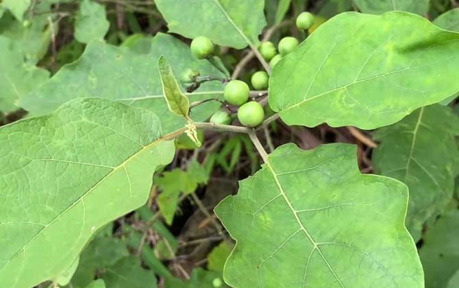 水茄是什么植物？