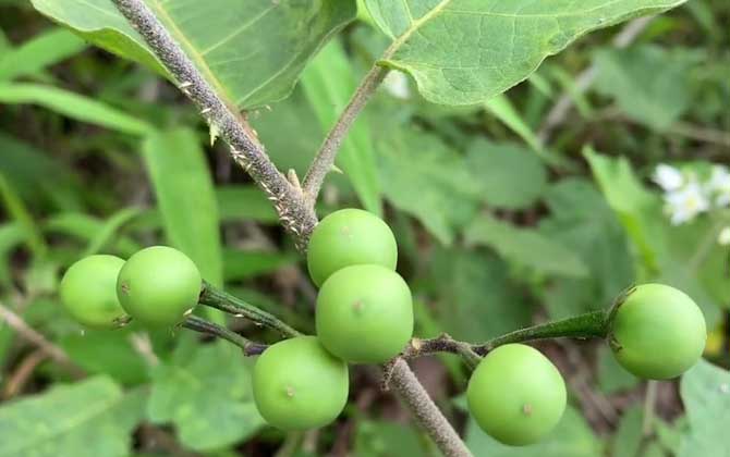 水茄