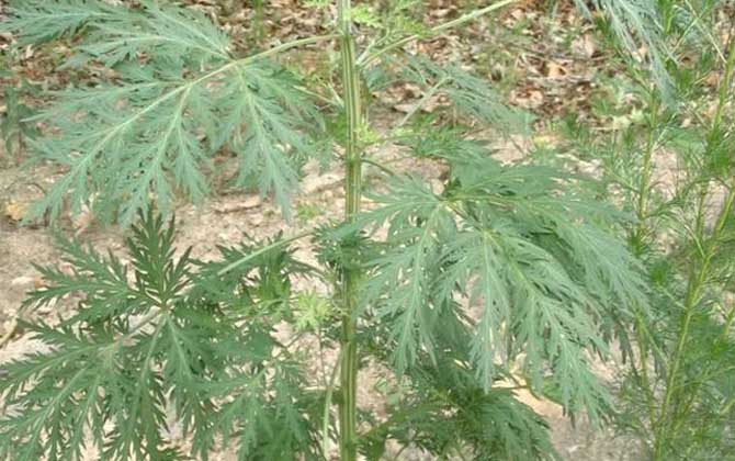 白蒿是什么植物？