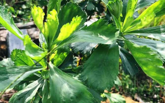 牡蒿是什么植物？