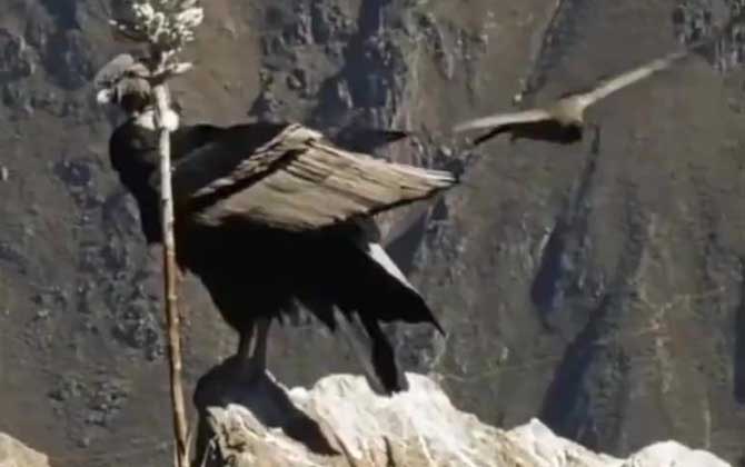 安第斯神鹫