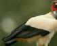 王鹫是什么动物？