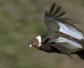 安第斯神鹫是什么动物？