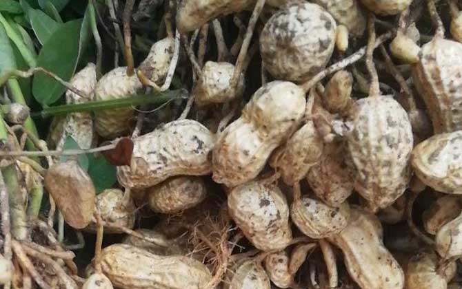 落花生种植技术及病害防治