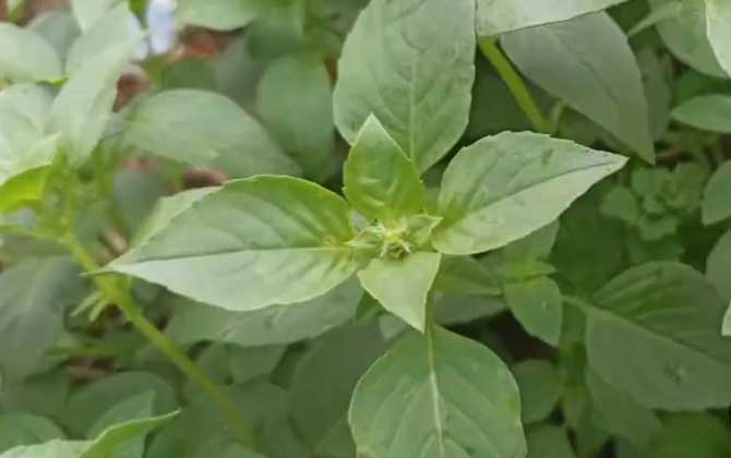 荆芥