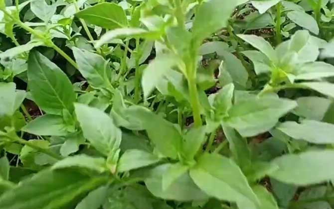 荆芥
