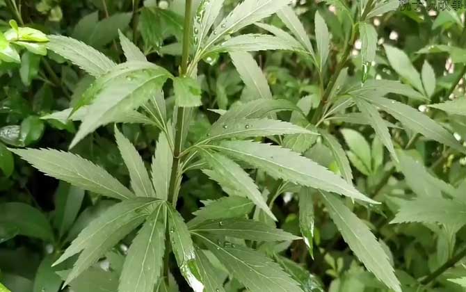 兰草是保护植物吗？