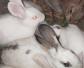 兔子几个月大可以繁殖小兔子？