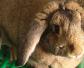 公羊兔是什么动物？